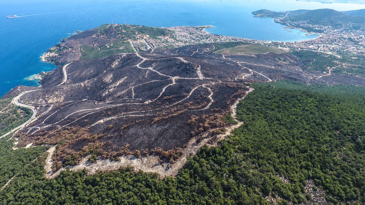 2017'de Yanan Foça Kızıldağ'da yeniden ağaçlandırma çalışması yapıldı