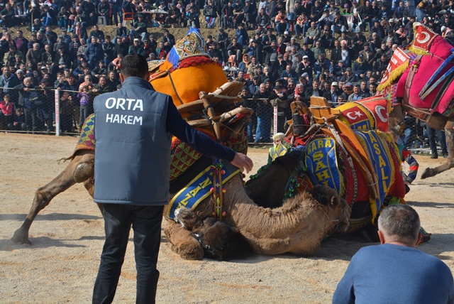 -Kınık'da deve güreşlerinin 28.si yapıldı.      