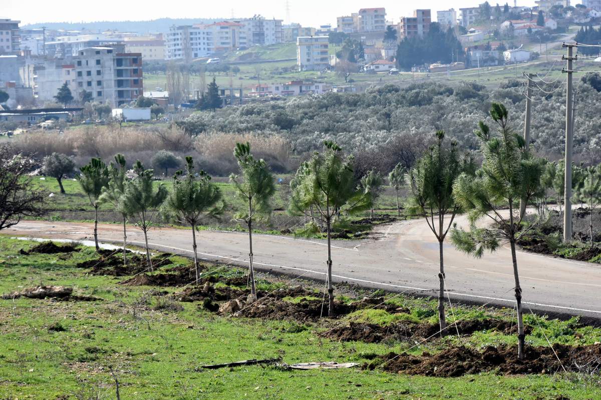 ALİAĞA BELEDİYESİ MEZARLIK YOLUNU AĞAÇLANDIRDI