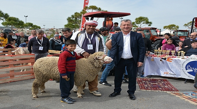 Menemen'de En Güzel Koç, En Güzel Koyun ve En Güzel Kuzu yarışmaları...