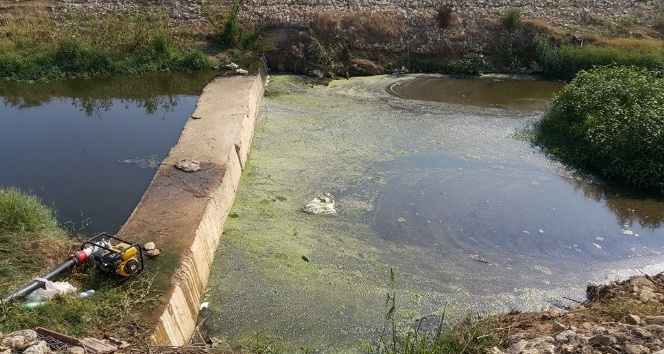 Çiftçiler tarım arazilerini kanalizasyon sularının da karıştığı dere yataklarından suluyor