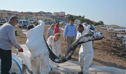 ALİAĞA BELEDİYE BAŞKANI SERKAN ACAR'DAN FOÇA'YA DESTEK