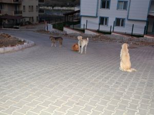 Sokak köpeklerinden kaçıyordu; düştü, başını çarptı, beyin kanaması geçirdi