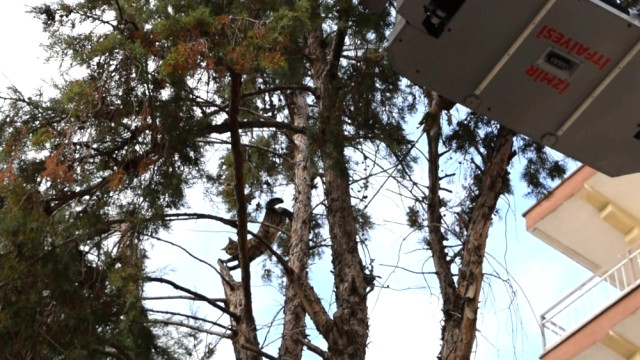 Ağaçta Mahsur Kalan Kediyi İtfaiye Kurtardı