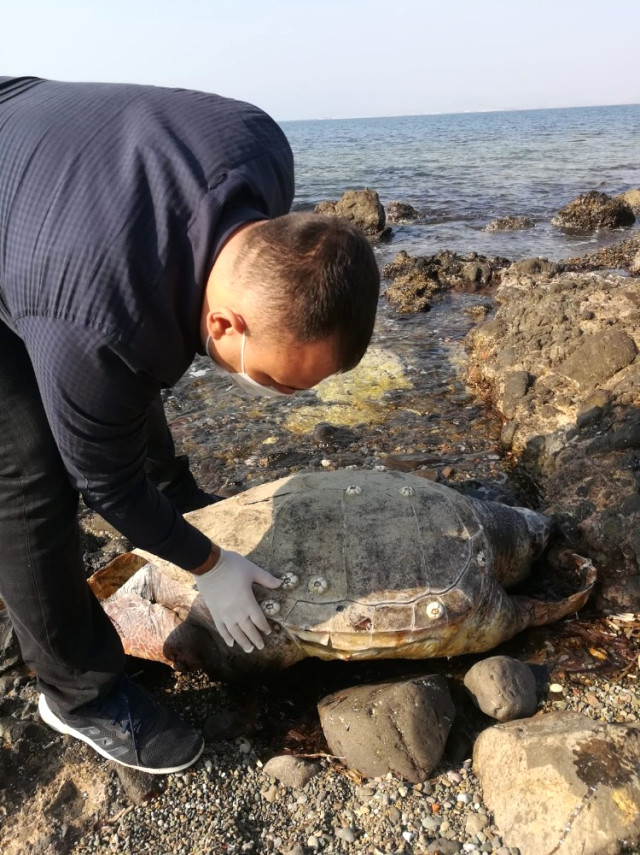 Aliağa'da Caretta Caretta Sahilde Ölü Bulundu