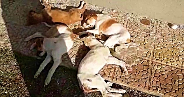 Menemen'de Köpeklerin zehirlenerek öldürüldüğü iddiasına hayvanseverlerden tepki