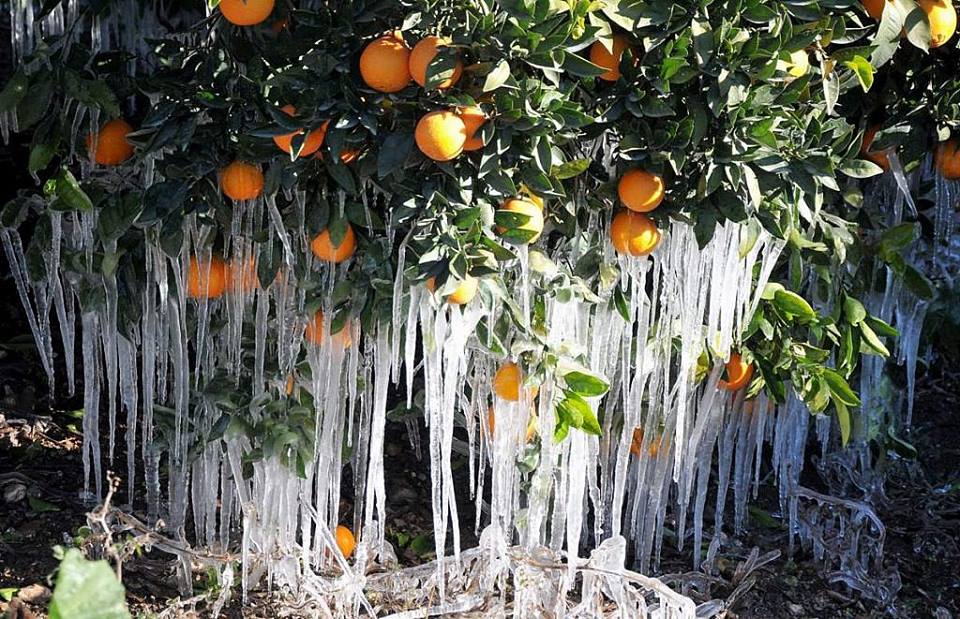 METEOROLOJİ'DEN KIYI EGE İÇİN ZİRAİ DON UYARISI