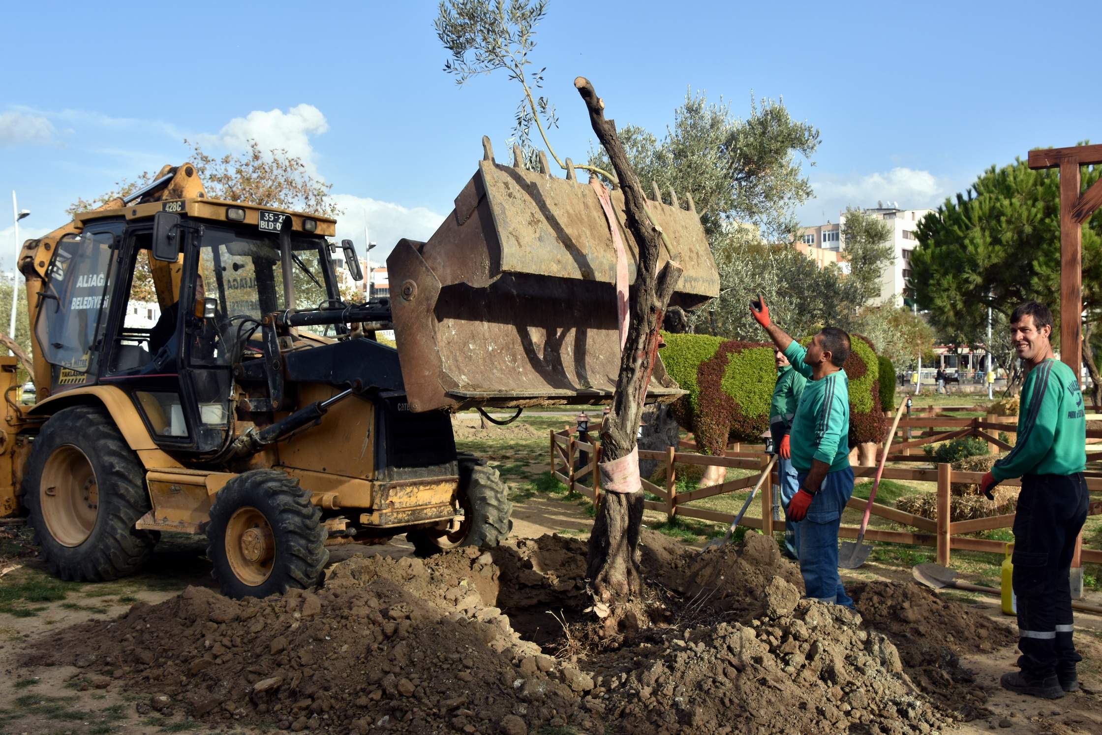 Aliağa Belediyesi'nin Hedefi 5 Bin Zeytin Ağacı