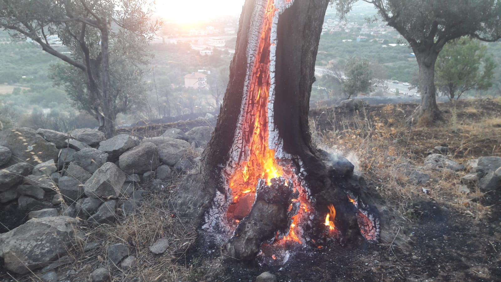 İzmir'de Orman Yangınında Zeytin Ağaçları Kül Oldu