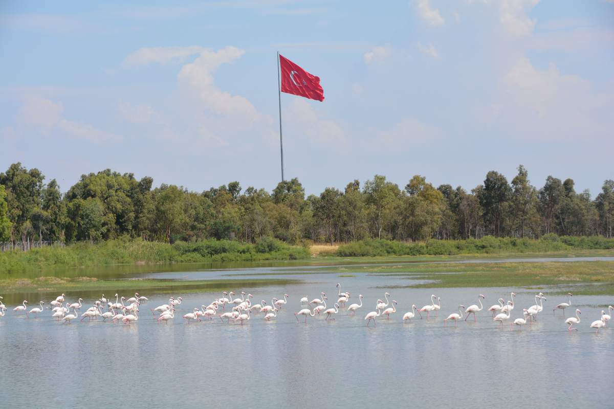 Aliağa Kuş Cenneti'nin Misafirleri Flamingolar