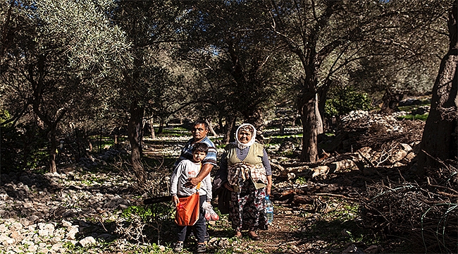 Ege'nin zeytin ormanları tehlike altında!