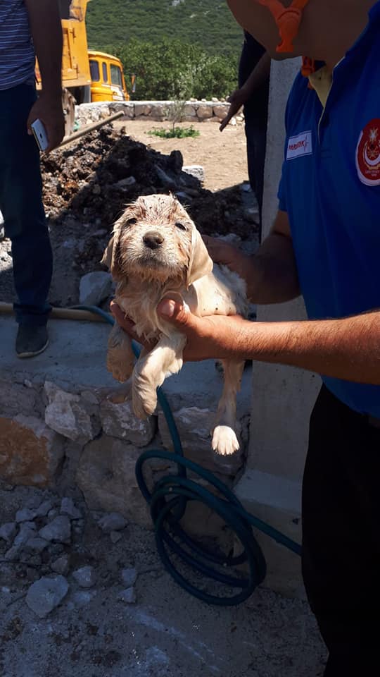 minik köpek için seferber oldular