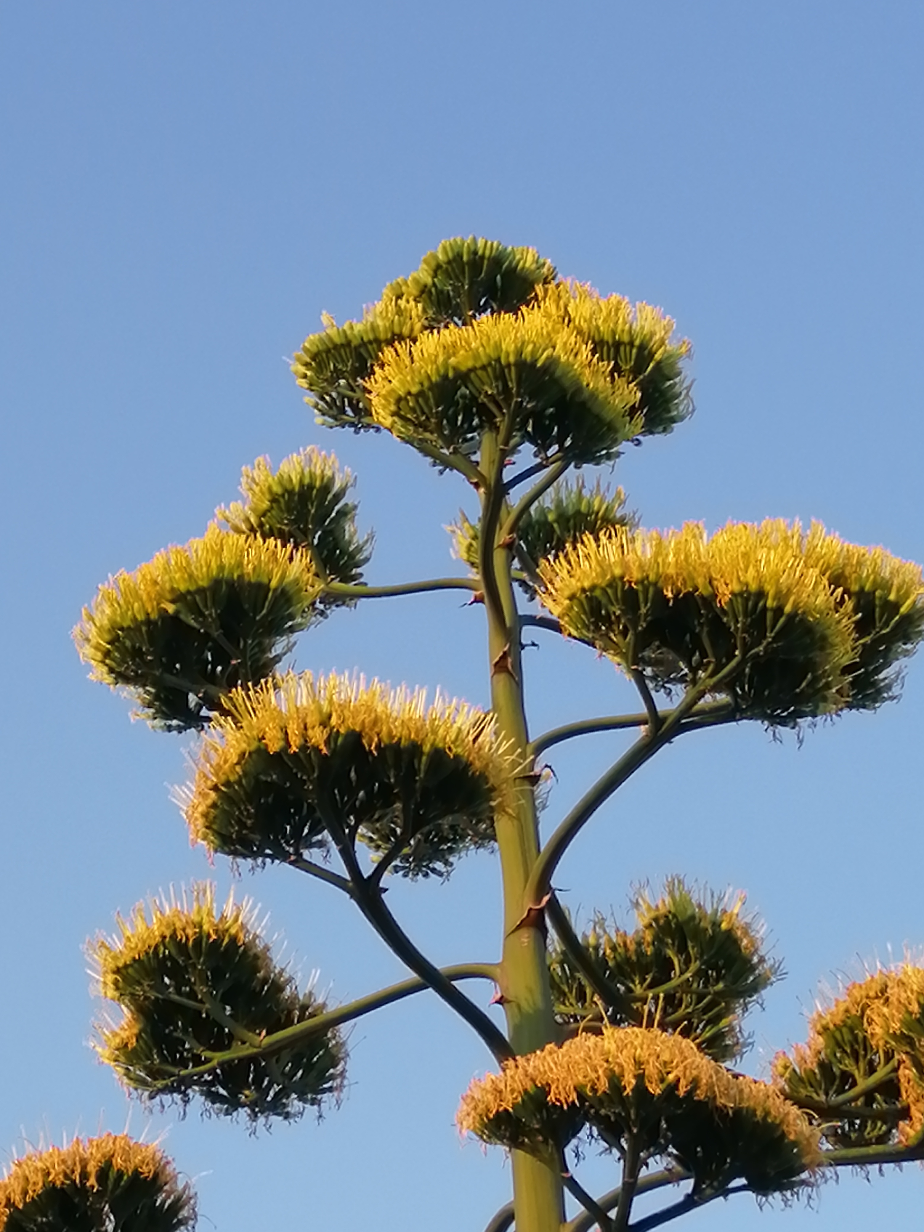 Ömrü boyunca bir kez çiçek açan 'agave' bitkisi Aliağa'da da bulundu