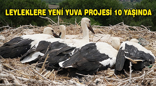 Leyleklere Yeni Yuva Projesi 10 Yaşında!..