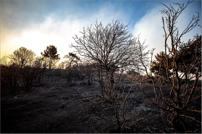 İlk hesaplamalara göre İzmir'deki yangında 5 bin hektar orman yandı