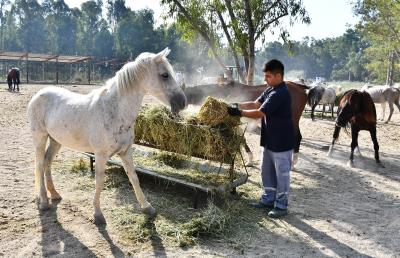 Faytonlardan alınan atlar İzmir Doğal Yaşam Parkı'nda