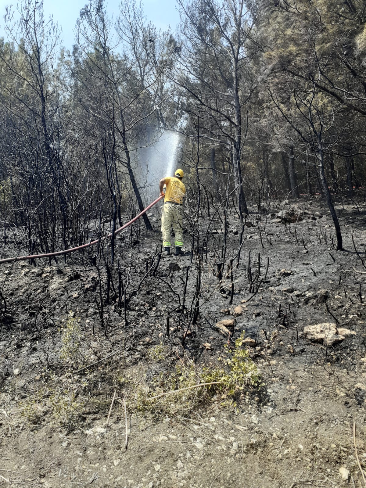 Aliağa'da Çıkan Orman Yangını İki Saatte Söndürüldü