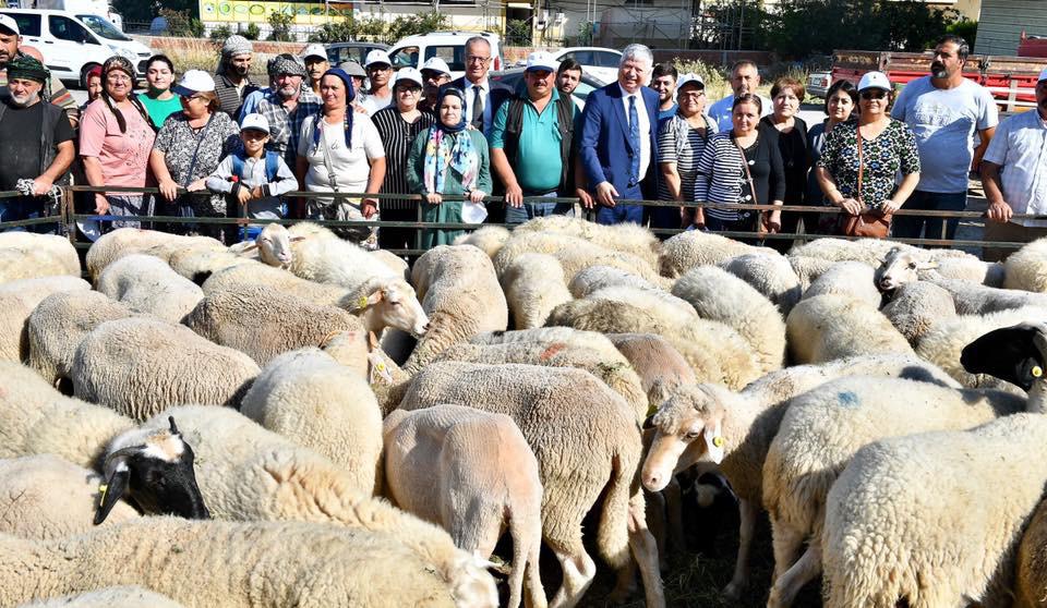 İzmir Büyükşehir, Aliağalı üreticilere küçükbaş hayvan hibe etti