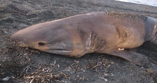İzmir'de yarım tonluk köpek balığı karaya vurdu