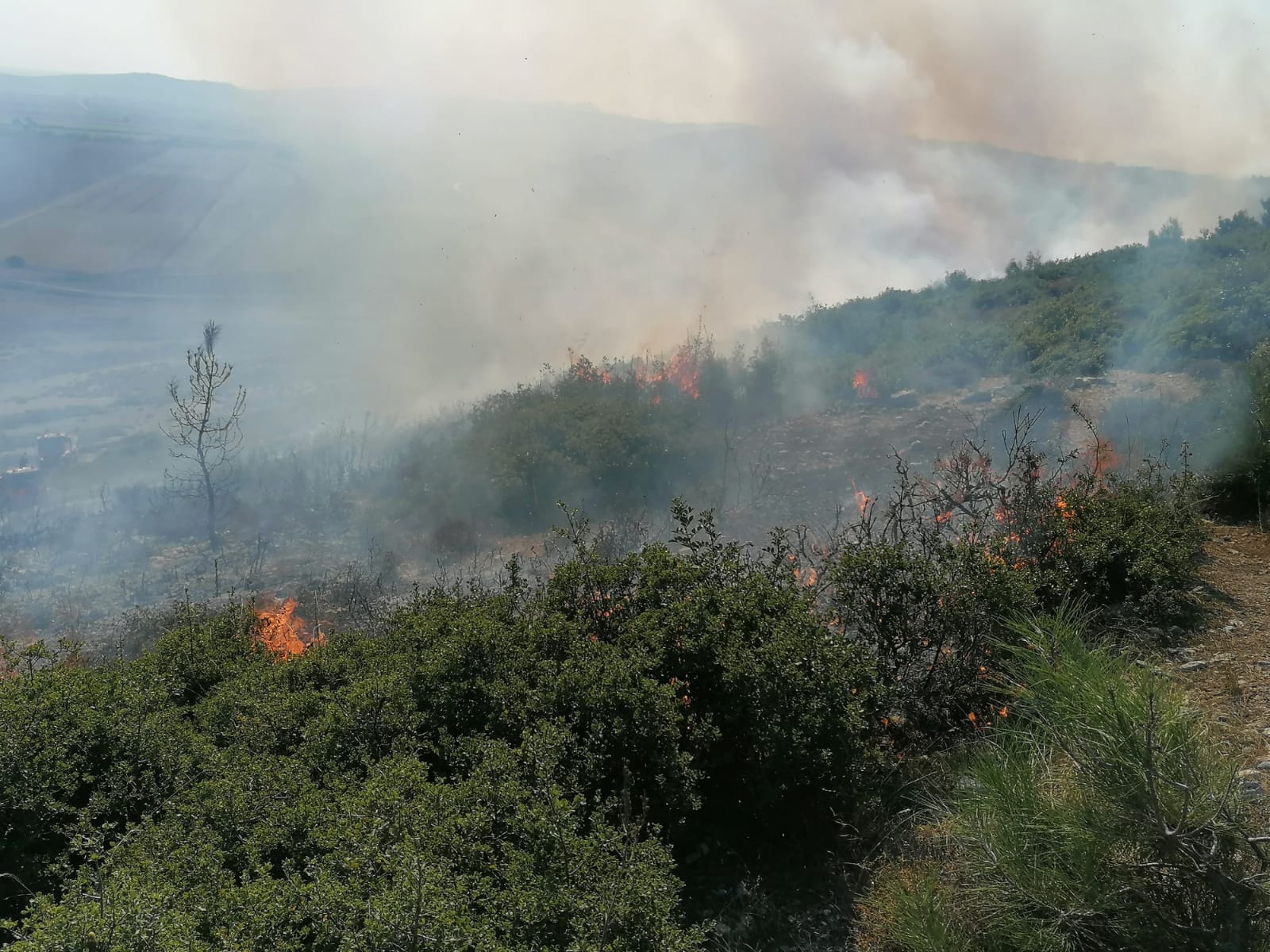Foça 'da yangın: 4 hektar alan zarar gördü