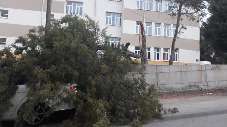 Menemen'de otomobilin üstüne ağaç devrildi