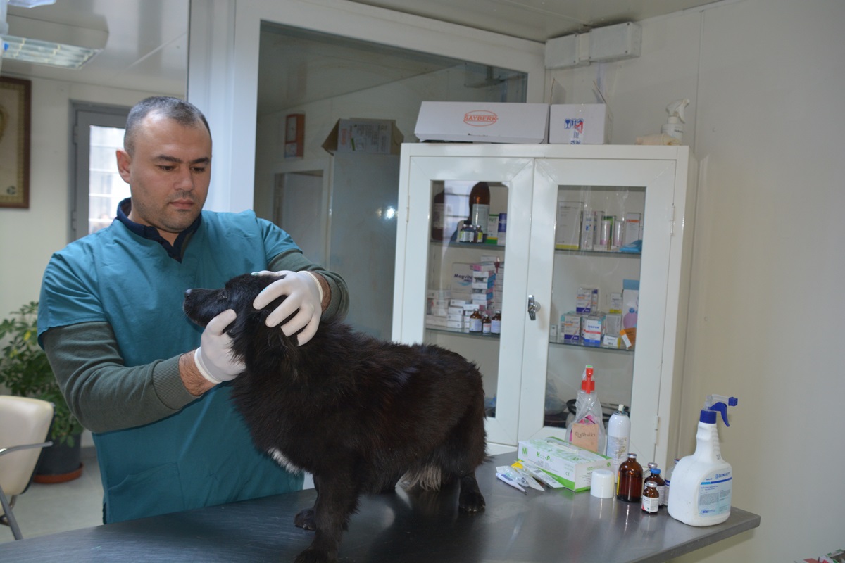 Aliağa'da 3 Bin 240 Sokak Hayvanı Tedavi Edildi