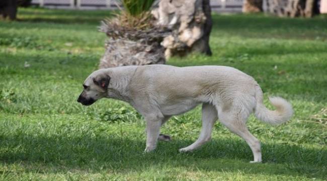 Aliağa'da 'kist hidatik' eğitimi