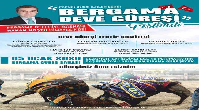 Bergama Deve Güreşi Festivali'ne hazırlanıyor