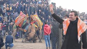 Bergama Deve Güreşi Festivali renkli görüntülere sahne oldu