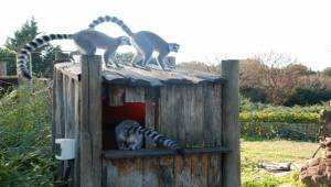 Doğal Yaşam Parkı hayvanlarına doğal gazlı ısıtma