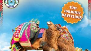 Helvacı Deve Güreşleri İçin Geri Sayım Başladı