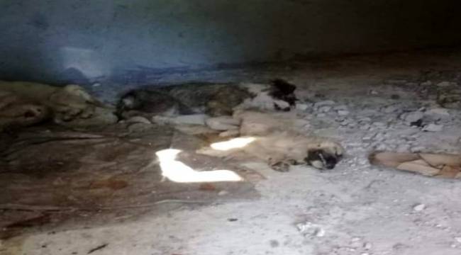 İzmir'de 12 yavru köpeğin zehirlenerek öldürüldüğü iddiası