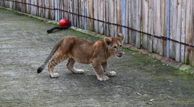 Parkta ilk defa bir aslan ve bir kaplan dünyaya geldi.