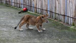 Parkta ilk defa bir aslan ve bir kaplan dünyaya geldi.