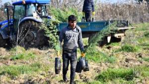 Tahtalı Havzası'na 1 milyon 109 bin fidan