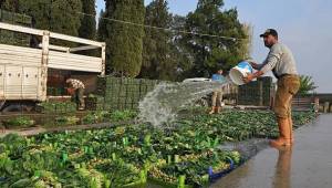 Yeşim Sever: Menemen'de tarımı yeniden canlandıracağız
