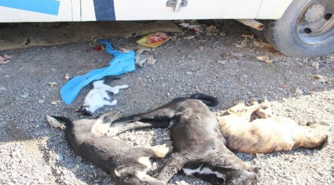 Bornova'da 9 köpek ve 2 kedi yavrusu zehirlenerek öldürüldü