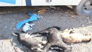 Bornova'da 9 köpek ve 2 kedi yavrusu zehirlenerek öldürüldü