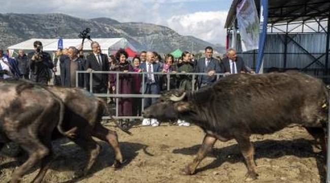 Büyükşehir'den manda yetiştiriciliğine destek