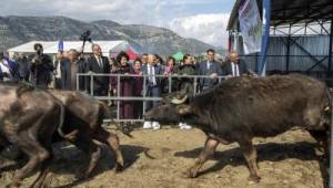 Büyükşehir'den manda yetiştiriciliğine destek