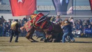 Helvacı Deve Güreşleri Renkli Görüntülere Sahne Oldu