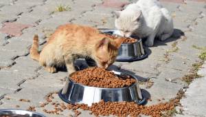 Aliağa Belediyesi Can Dostlarını Unutmadı