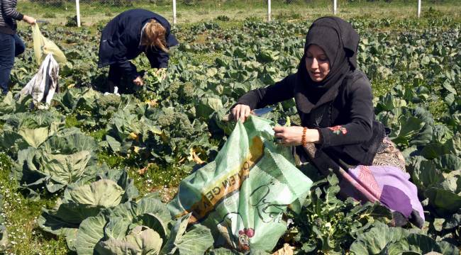 Aliağalı Kadın Çiftçilerden İlk Hasat