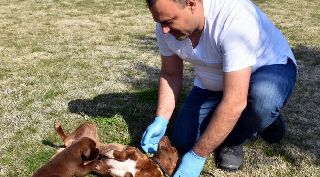 Sevimli Köpekler Yuva Arıyor