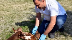 Sevimli Köpekler Yuva Arıyor