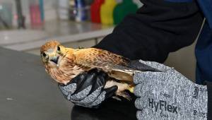 Yaralı Atmaca Tedaviye Alındı