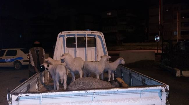 Aliağa 'da çiftçinin koyunlarını gasp eden 5 kişi tutuklandı