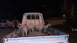 Aliağa 'da çiftçinin koyunlarını gasp eden 5 kişi tutuklandı