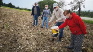 Aliağa'da susam çeşitleri toprakla buluşturuldu
