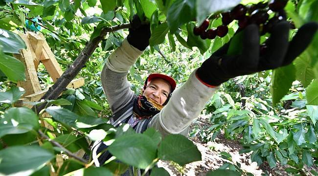 Başkan Soyer'den meyve hasadına gönüllü destek çağrısı
